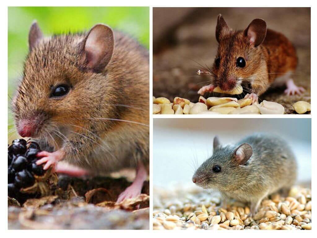Чем питаются мыши в дикой природе и домашних условиях?