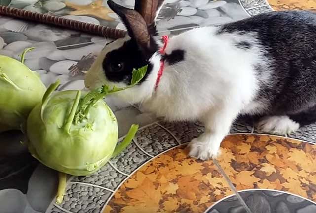 Едят ли домашние и декоративные кролики капусту (белокочанную, пекинскую, цветную, квашеную)