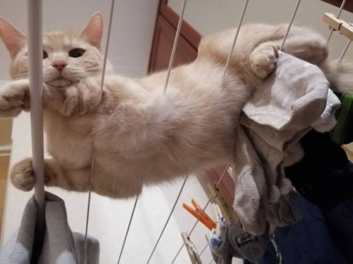 Почему кошки прыгают на спину хозяину
