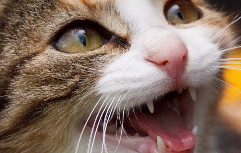 Гингивит у кошек: причины, симптомы и проверенные способы лечения заболевания