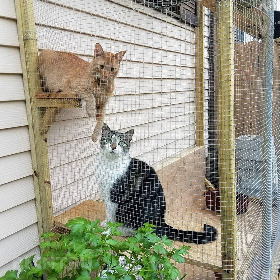 Как сделать вольер для кошек своими руками? строим на даче, в квартире и доме: идеи + фото — пошагово + видео