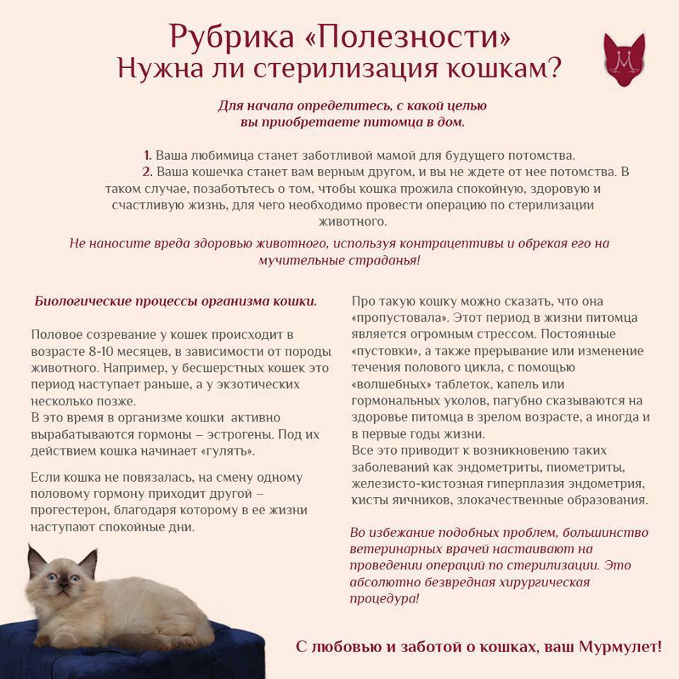 Половое созревание у кошек: продолжительность и особенности