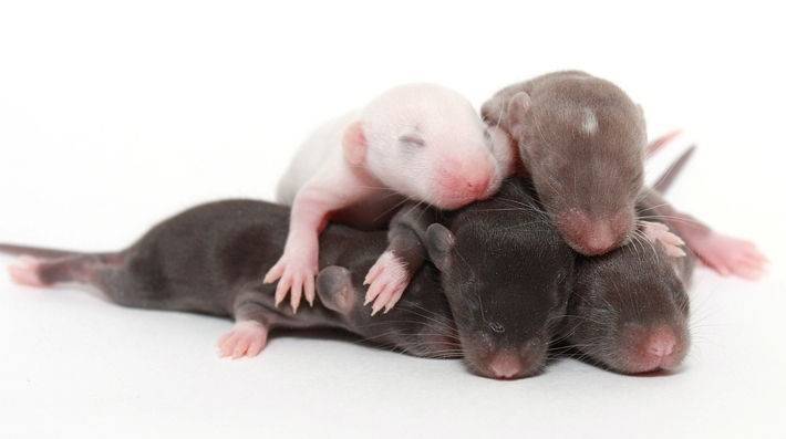 Маленькие крысята: как выглядят новорожденные малыши, развитие по дням, уход за детенышами