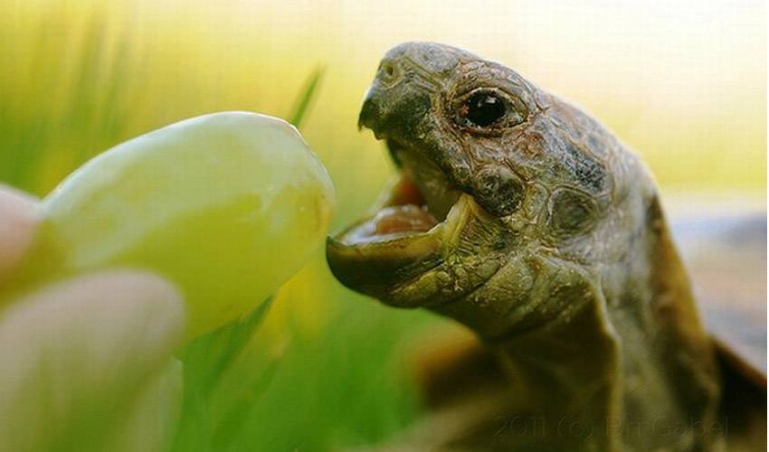 Каймановая черепаха, или кусающаяся черепаха