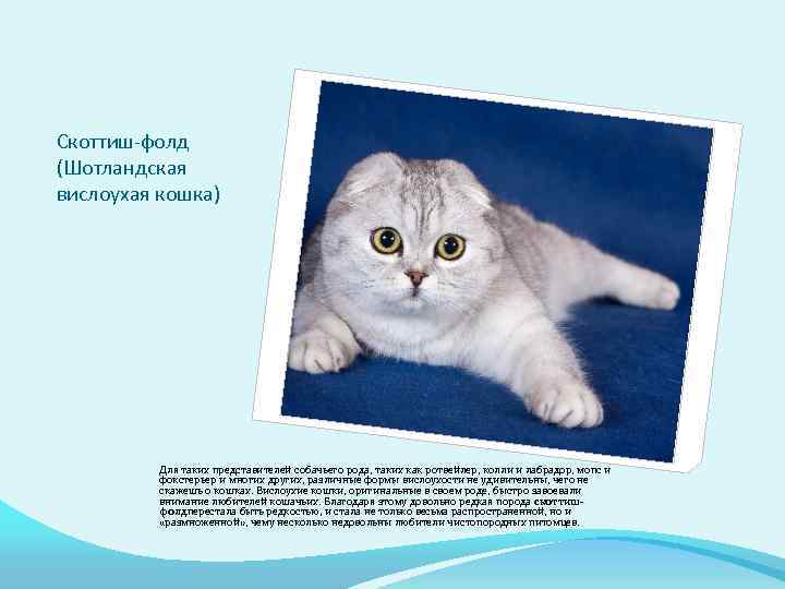 Как отличить шотландца от британца: как отличить британского котенка от шотландского: сравнение котят по породам