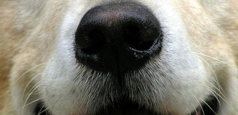 У собаки нос холодный и сухой и что делать если он теплый?