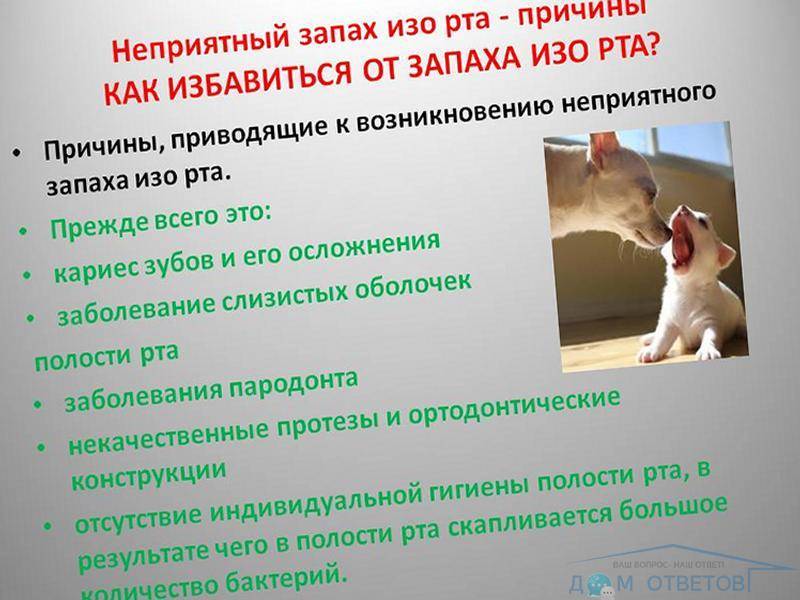 Чтобы из пасти не воняло - therabreath water addictive for dogs & cats