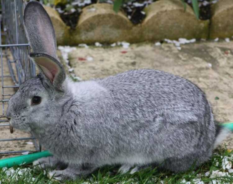 Шиншилловый кролик: происхождение, описание породы, характеристики советской шиншиллы, какой вес, отзывы