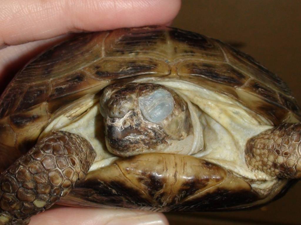 Зрение, слух и температура черепах - все о черепахах и для черепах