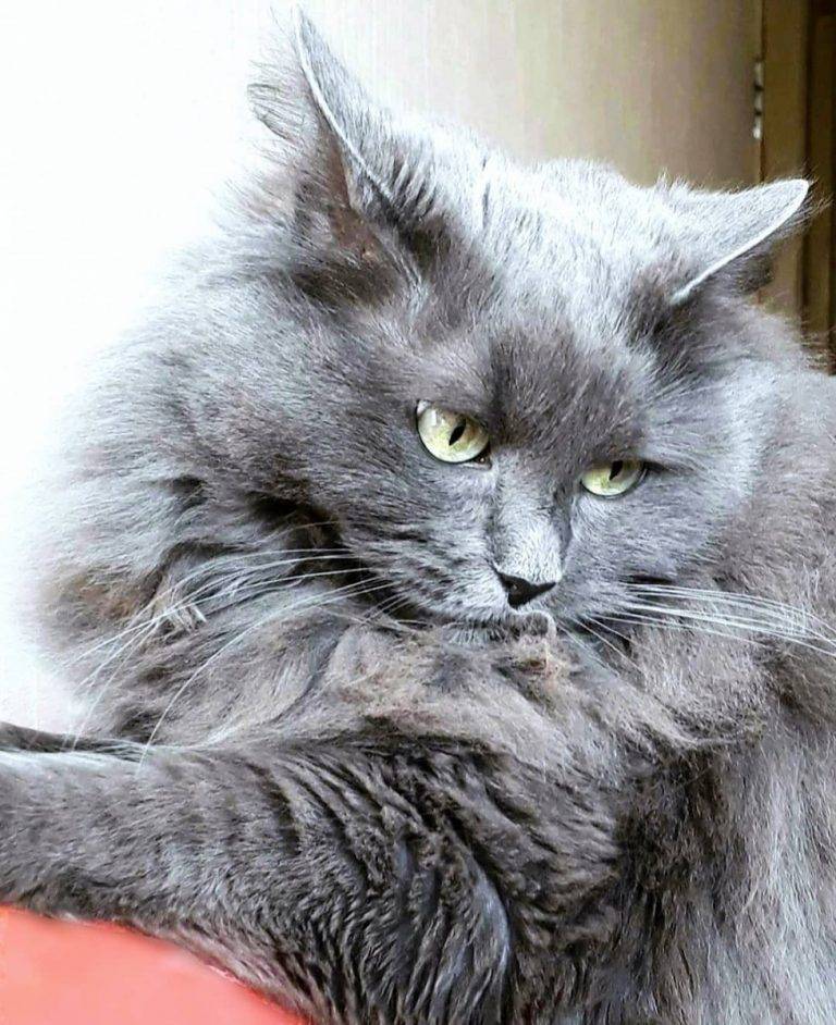 Порода кошек нибелунг: описание, уход, сколько стоит котенок, фото