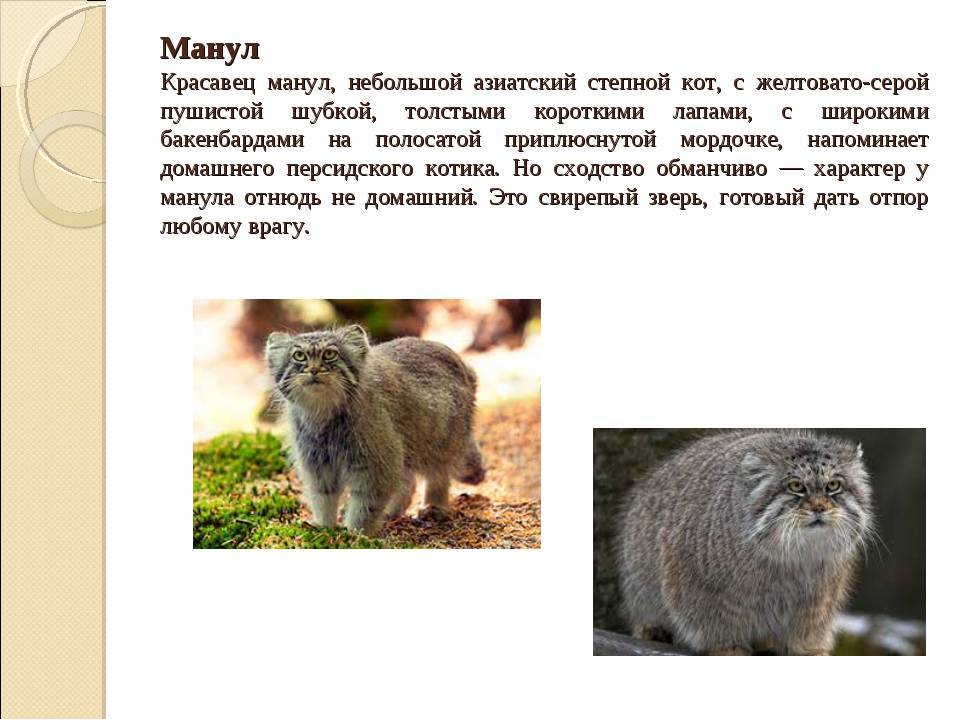 Кот манул - описание породы и среда обитания, образ жизни и питание, содержание в зоопарках