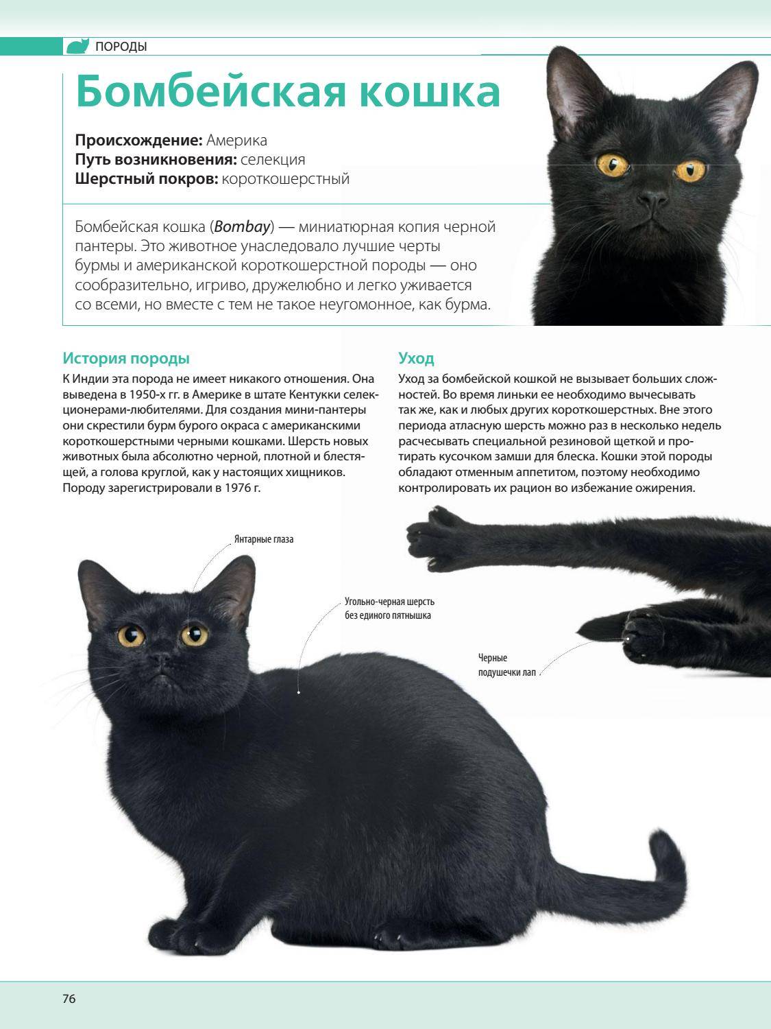 Черная кошка содержание. Кошка породы Бомбей характеристики. Бомбей порода кошек описание. Бомбейская кошка описание породы. Бомбейская черная кошка описание породы.