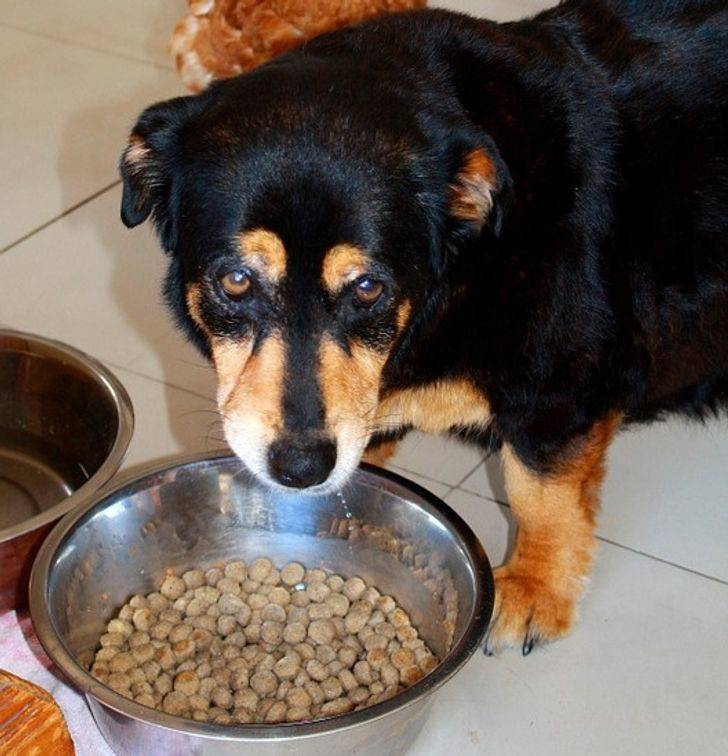 Собака отказывается от сухого корма: почему и что делать