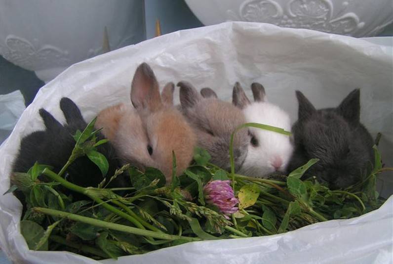 Как ухаживать за кроликами и чем их кормить. советы ветеринара.