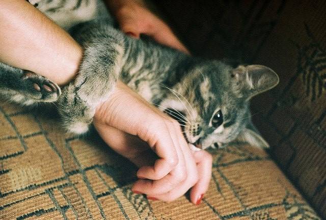 Как отучить котёнка кусаться и царапаться