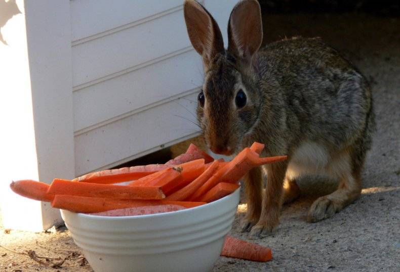 Можно ли давать кроликам морковь