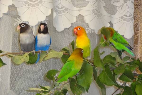 Попугаи-неразлучники: фото, уход и содержание - zverki.click - домашние животные