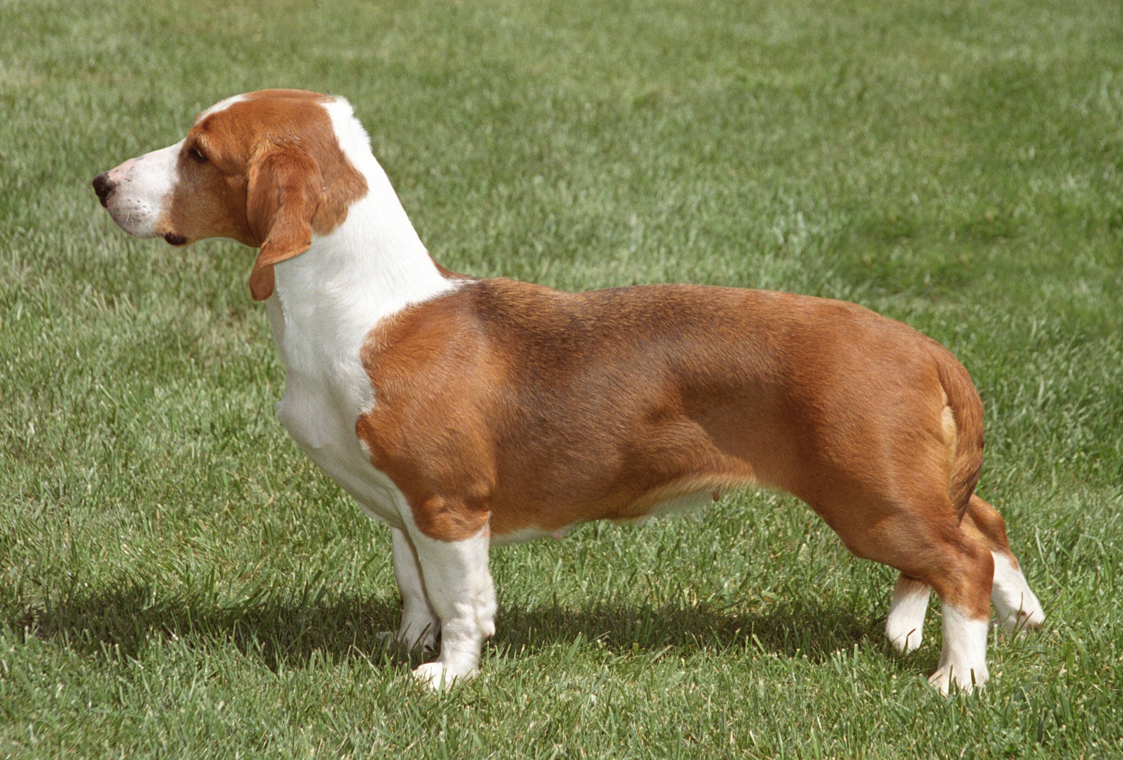 Гончие породы: описание и характеристики известных и признанных собак (+ фото) | ваши питомцы