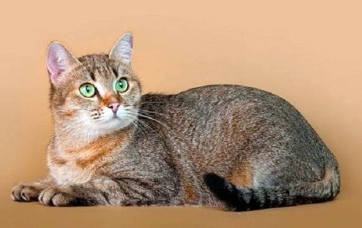 Гладкошерстные породы кошек: фото, описание каждой породы