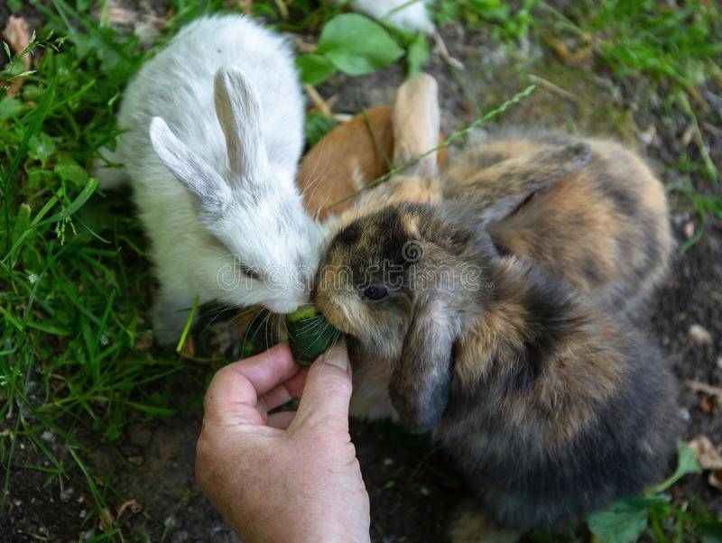 Можно ли давать кроликам свежие и солёные огурцы