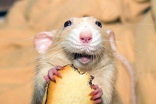 Почему крыса смеется и правда ли что крыса умеет смеяться