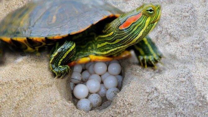 Почему красноухая черепаха всплывает на поверхность и не тонет (как поплавок)