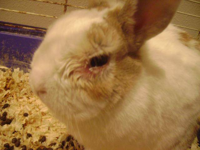 Понос у кролика — причины и лечение, что делать и чем лечить в домашних условиях