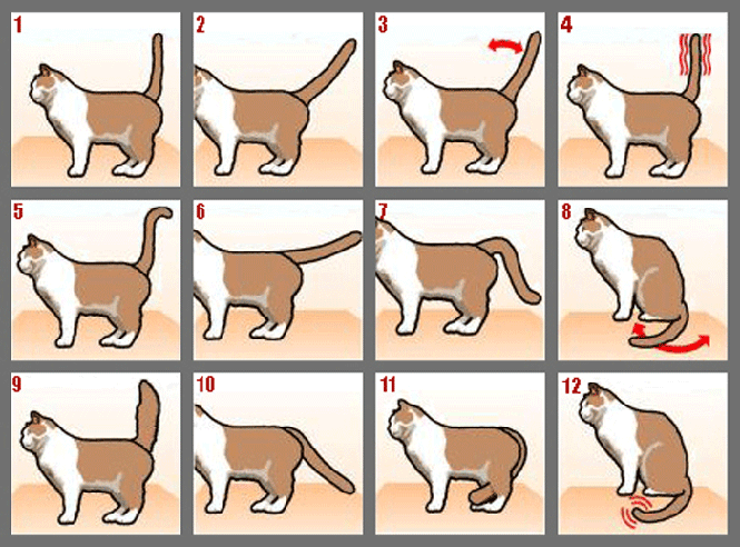 Как приучить кошку к домику
