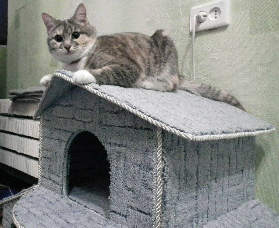 Адаптация кошки в новом доме