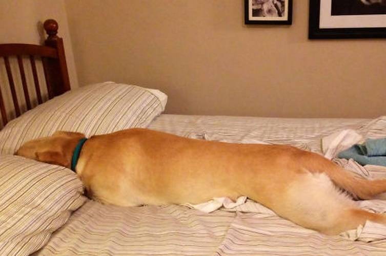 Почему собака писает на кровать