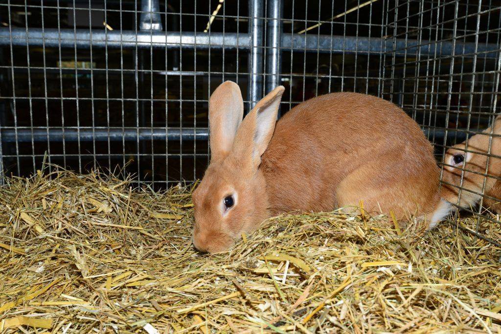 Кролики ризен – немецкие великаны