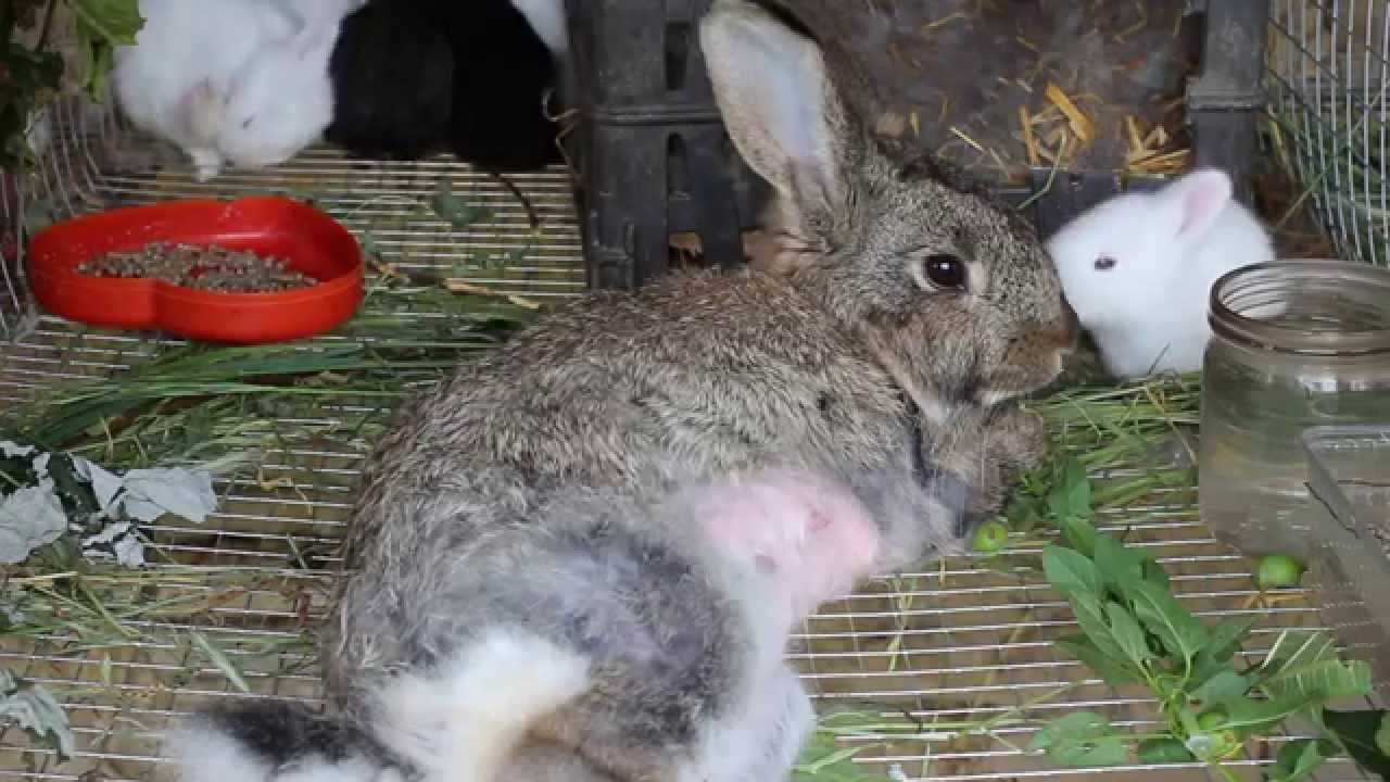 Почему самка кролика может не подпускать производителя в случной период: объясняем основательно