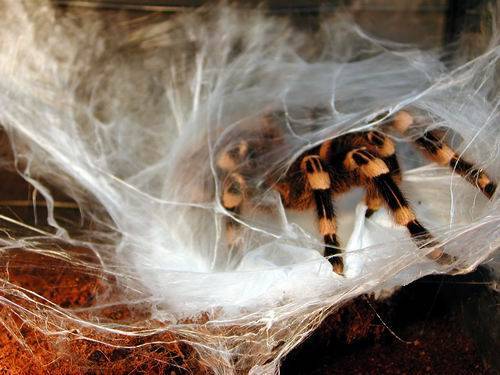 Как паук плетет паутину: где она образуется, из чего состоит, зачем нужна