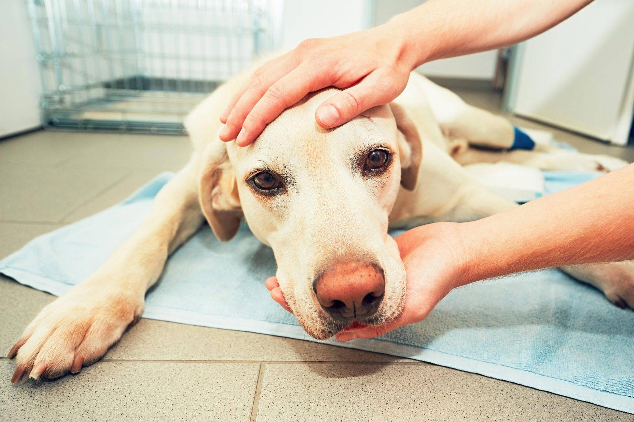Смертельные болезни у собак | список самых опасных болезней собак