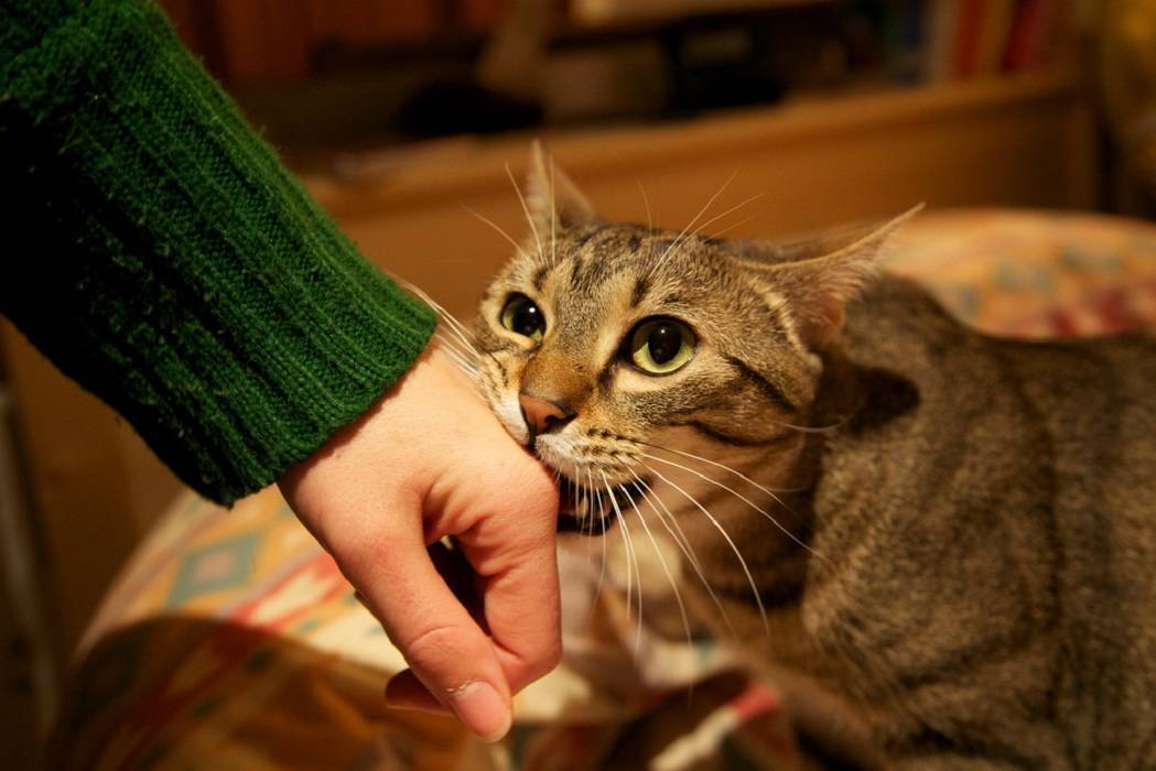 Как отучить кота кусаться: эффективные методы воздействия