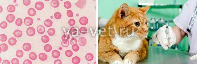 Отогематома у собак и кошек