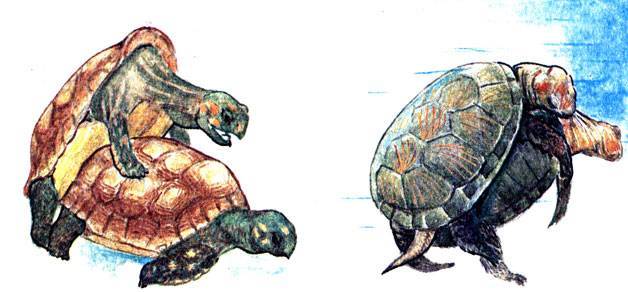 Черепахи внутреннее оплодотворение. Красноухая черепаха спаривание. Строение красноухой черепахи. Анатомия черепахи красноухой. Анатомия черепахи красноухой самца.