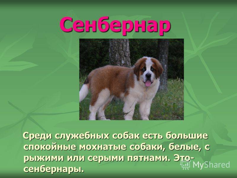 Сенбернар - порода собаки из фильма «бетховен»