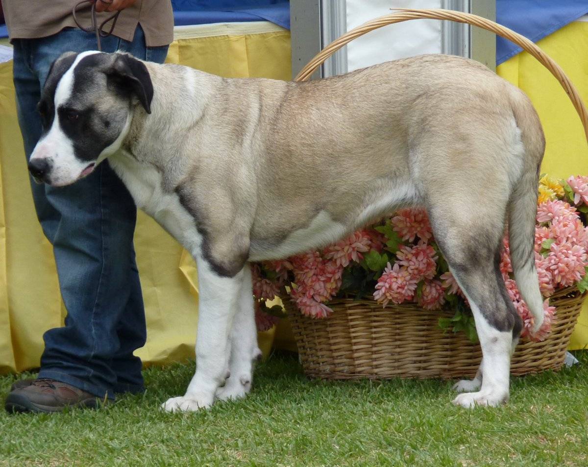 Zooпортал.pro :: international dog show cacib – fci / интернациональная выставка собак "невский победитель -2" санкт-петербург