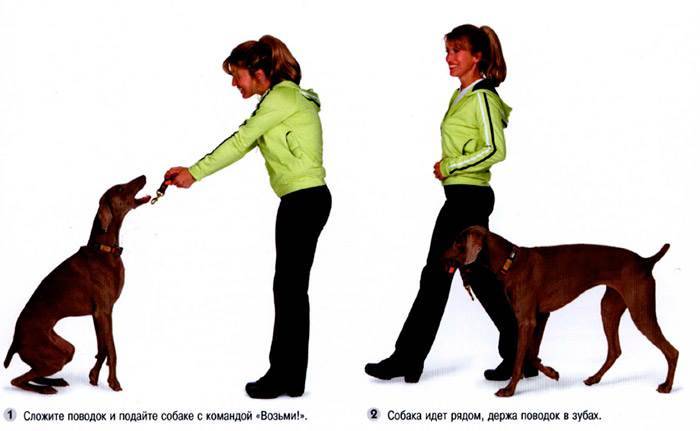 Как научить собаку команде «ко мне»: дрессировка и обучение щенка и взрослого животного, приемы и ошибки