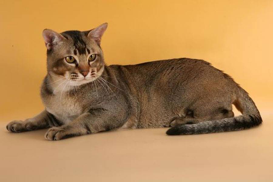 Порода кошки азиатская табби: характеристики, фото, характер, правила ухода и содержания - petstory
