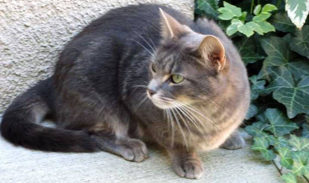 Бразильская короткошерстная кошка — описание породы кошек