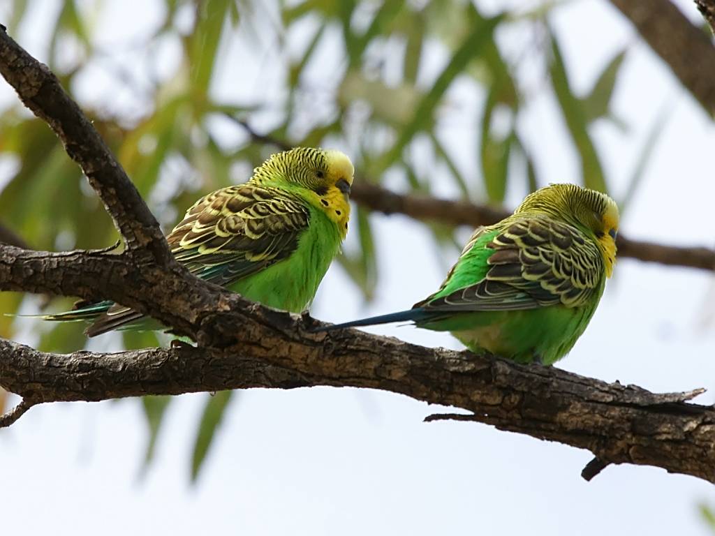 Смешные, забавные, милые и говорливые волнистые попугаи