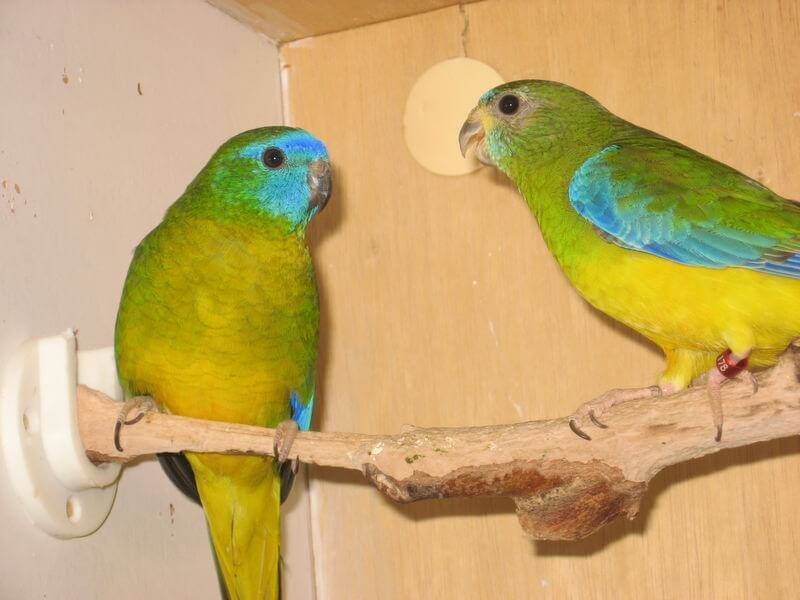 Австралийские попугаи: корелла, какаду, королевский и другие представители семейства попугаевых на австралийском континенте