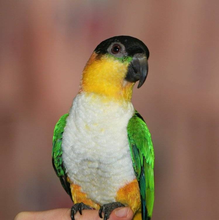 Воробьиный попугай: содержание, разведение, уход, кормление, фото
