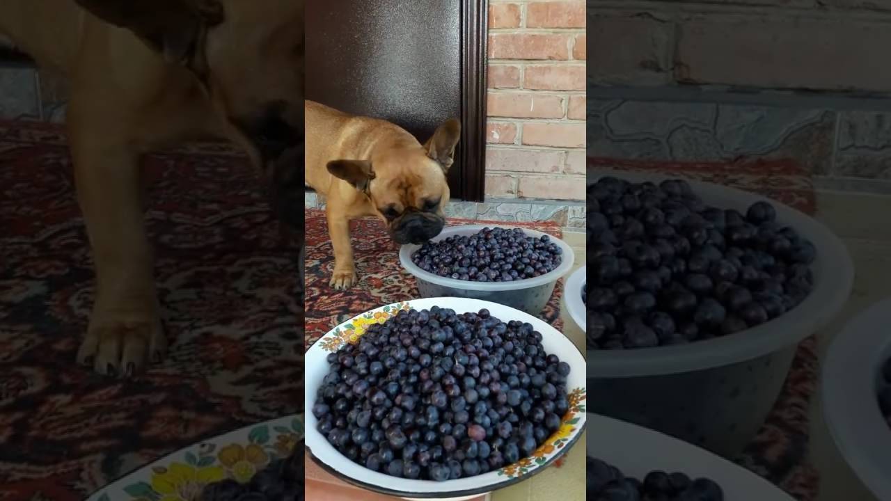 Можно ли собакам виноград: почему нельзя давать, с косточками и без