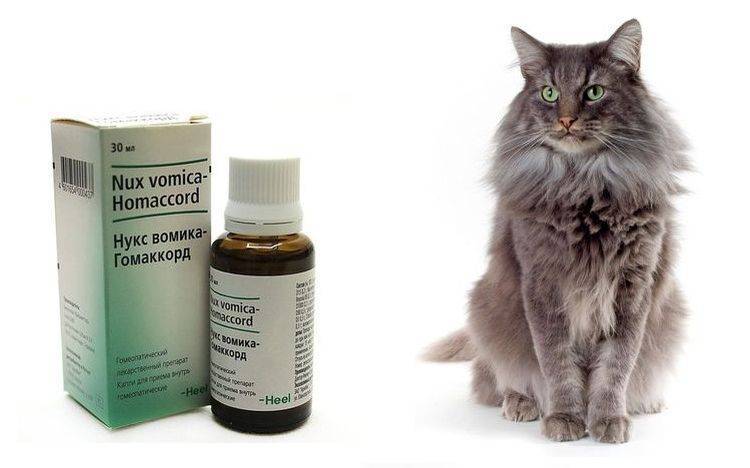 Слабительное для кошек: советы, что можно дать при запоре у кошки