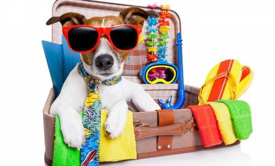 Где оставить собаку на время отпуска или внезапного отсутствия: 6 вариантов размещения питомца, подготовка, снятие стресса от долгой разлуки