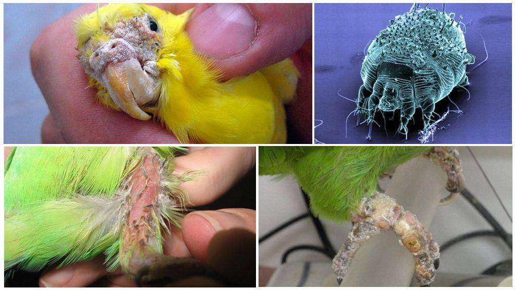 Пухоеды у волнистых попугаев: основные симптомы и лечение