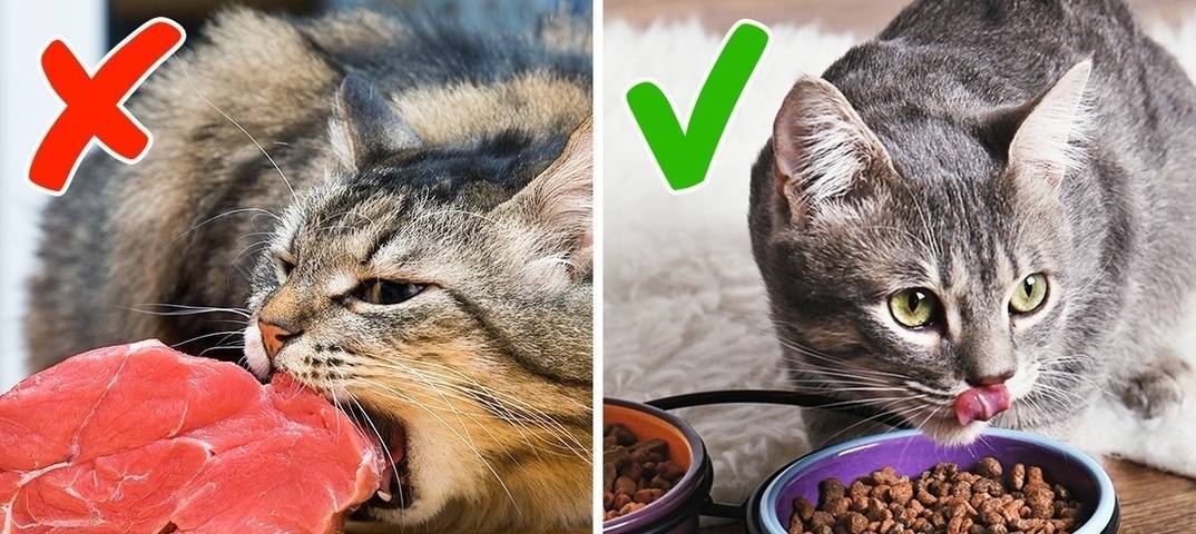Как умирают кошки: как себя ведут, почему прячутся, что делать, если умер кот